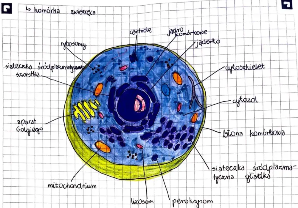 Organella komórkowe i ich funkcje - Jak zrozumieć je bez wkuwania?