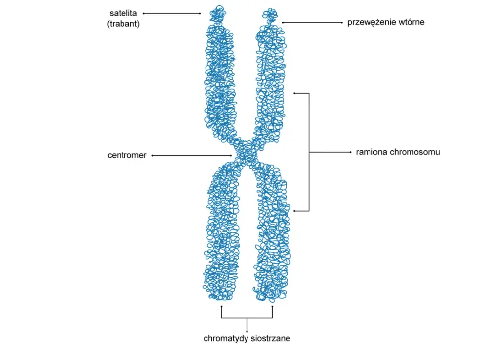 Budowa materiału genetycznego - Jak komórka mieści 2 metry DNA?