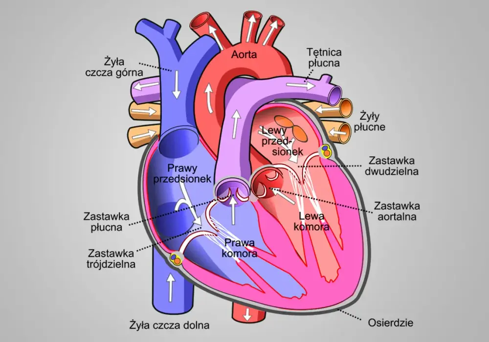 Budowa zewnętrzna serca - Jak ją zrozumieć i przestać się mylić?