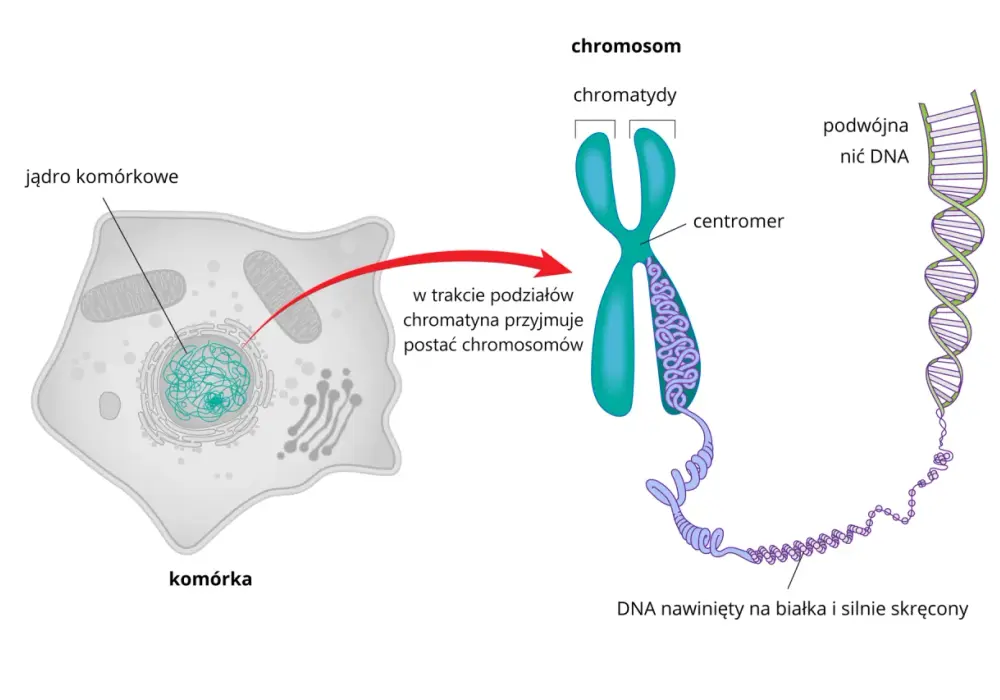 Chromosom a chromatyna - Czym się różnią i jak pakuje się DNA?