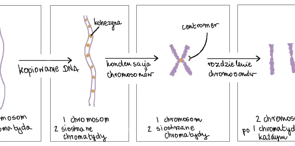 Jak wygląda gen - Czym różni się od DNA i chromosomu?