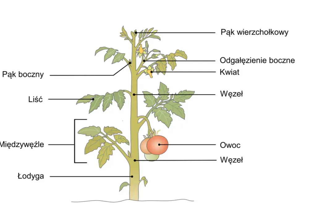 Sposoby rozmnażania roślin - Dlaczego natura stosuje różne strategie?