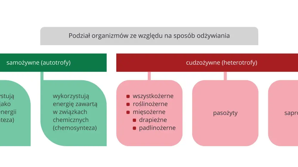 Podział organizmów - Jak zrozumieć systematykę bez wkuwania?