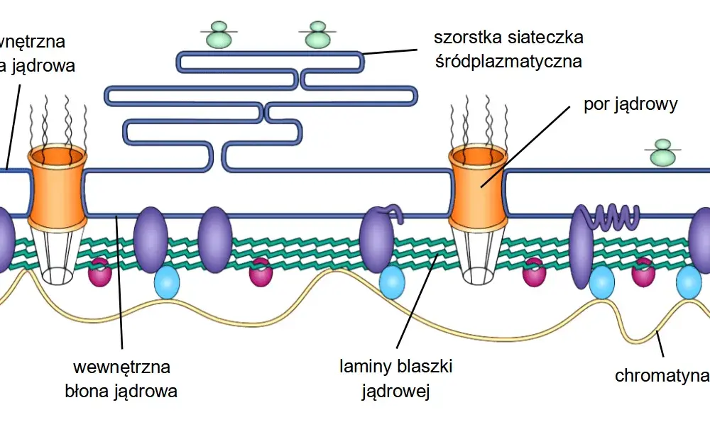 Co to jest komórka w biologii? Zrozumienie podstaw życia i funkcji