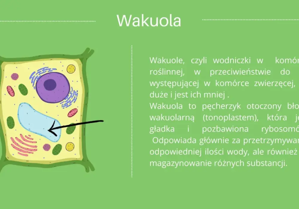 Komórka roślinna - Budowa i funkcje - Dlaczego nie każda jest zielona?