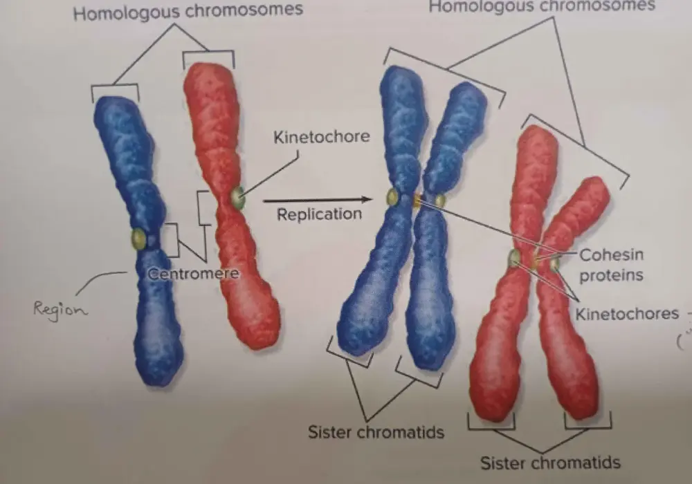 Ile chromatyd ma chromosom - Jak uniknąć najczęstszych pomyłek?