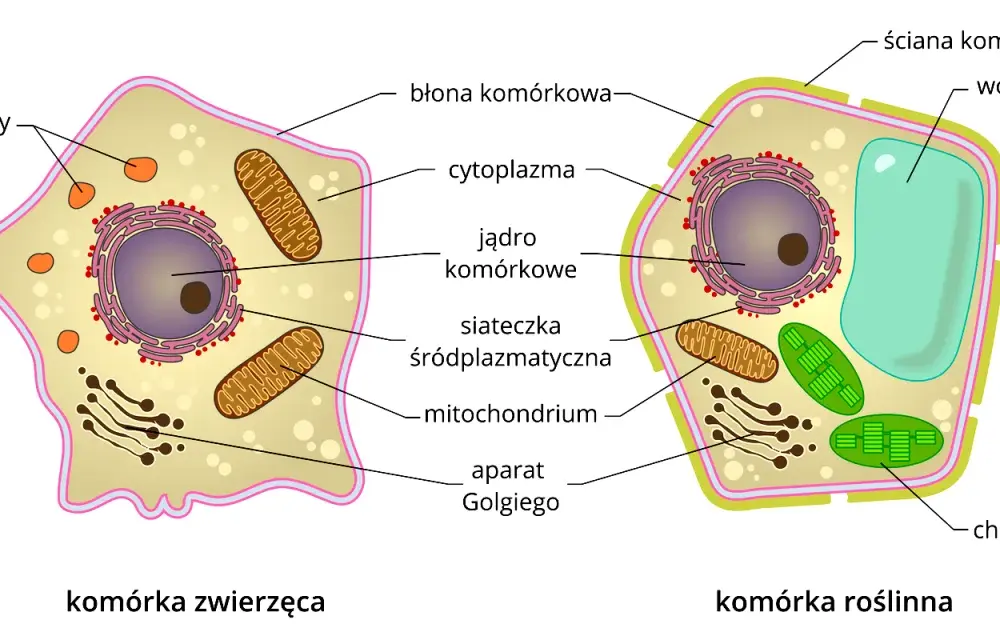 Budowa komórki człowieka - Jak zrozumieć jej schemat bez wkuwania?