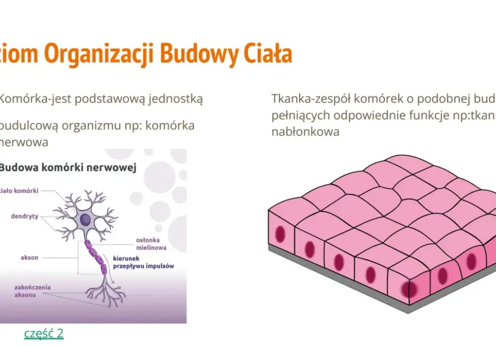 Budowa organizmów wielokomórkowych - Jak zrozumieć tę hierarchię?