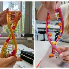 Jak zrobić model DNA z koralików? Dwa kreatywne projekty pokazują, jak stworzyć podwójną helisę z żelków i plasteliny.
