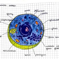 Ilustracja komórki zwierzęcej z zaznaczonymi organellami, ukazująca ich rolę w funkcjonowaniu komórki.