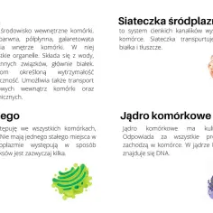 Schemat budowy komórki zwierzęcej do druku: siateczka śródplazmatyczna, aparat Golgiego, jądro komórkowe.