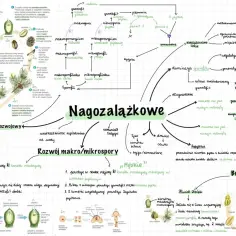 Jak rozmnazaja sie rosliny: schemat nagozalążkowych, cykl rozwojowy, budowa kwiatu, rozwój makro/mikrospory.