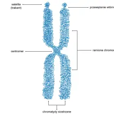 Schematyczny obraz budowy materiału genetycznego – chromosomu z zaznaczonym centromerem, ramionami, satelitą i przewężeniem wtórnym.