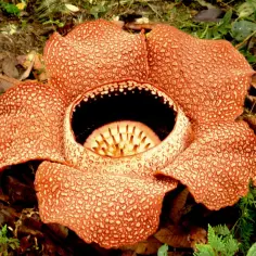 Gigantyczny kwiat Rafflesia arnoldii, przykład rozmnażania roślin okrytonasiennych, z charakterystycznymi plamami.