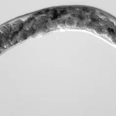 Biologia molekularna czym się zajmuje - kluczowe aspekty i zastosowania