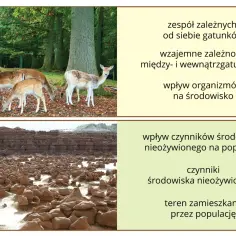 Co to jest konkurencja w biologii i jak wpływa na ekosystemy