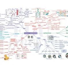 Grzegorz Gola biologia: schemat podziałów komórkowych, mitozy i mejozy, cyklu komórkowego, DNA, chromosomów.