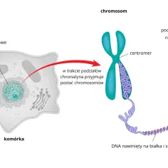 Komórka zwierzęca z widocznym jądrem komórkowym, w którym chromatyna tworzy chromosomy. Pokazano podwójną nić DNA nawiniętą na białka.