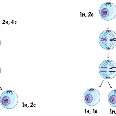 Ilustracja pokazuje, czym jest mejoza: podział komórki prowadzący do powstania czterech komórek potomnych z połową liczby chromosomów.