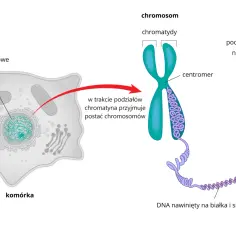 Komórka zawiera jądro, gdzie chromatyna podczas podziałów tworzy chromosomy. DNA nawinięte na białka tworzy chromatynę, która następnie kondensuje w chromosomy.