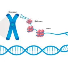 Schematyczne przedstawienie upakowania DNA w jądrze komórkowym: od podwójnej helisy DNA, przez nukleosomy nawinięte na histony, aż do chromosomu.