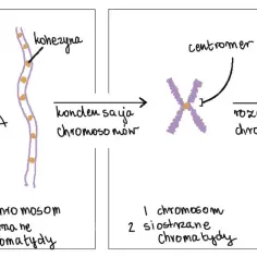 Schemat pokazuje, jak wygląda gen: od pojedynczej chromatydy, przez kopiowanie DNA i kondensację, aż do rozdzielenia chromosomów.