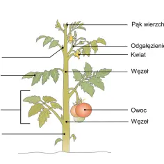 Schemat rośliny pomidora z zaznaczonymi częściami: pąk wierzchołkowy, pąk boczny, liść, międzywęźle, łodyga, odgałęzienie boczne, kwiat, owoc, węzeł. Ilustracja pokazuje sposób rozmnażania się roślin.