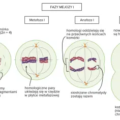 Anafaza I: homologiczne chromosomy rozdzielają się na przeciwne bieguny komórki. Siostrzane chromatydy pozostają razem.