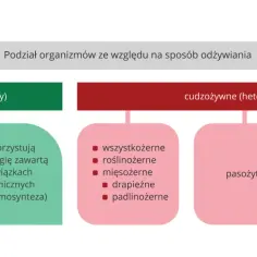Schemat pokazuje, jak dzielimy organizmy: samożywne (autotrofy) i cudzożywne (heterotrofy), z podziałem na fotosyntezę, chemosyntezę, wszystkożerne, roślinożerne, mięsożerne, drapieżne, padlinożerne, pasożyty i saprobionty.