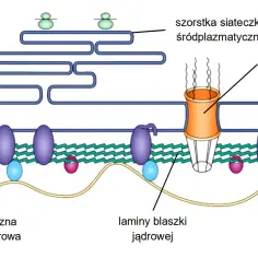 Co to jest komórka w biologii? Zrozumienie podstaw życia i funkcji
