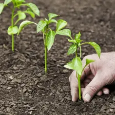 Co to jest sukcesja w biologii? Zrozumienie procesów i typów zmian