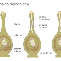 Schemat budowy kwiatu okrytonasiennych: od zapylenia ziarna pyłku, przez wzrost łagiewki pyłkowej, do zapłodnienia komórki jajowej.