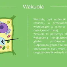 Schemat komórki roślinnej z zaznaczoną wakuolą. Wakuola to duży organell roślinny, kluczowy dla budowy i funkcji komórki.