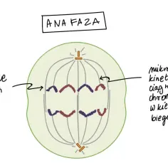 Anafaza mitozy: chromatydy rozdzielone, ciągnięte do biegunów. Liczba chromosomów w komórkach potomnych będzie taka sama.