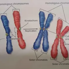 Po replikacji chromosom ma dwie chromatydy siostrzane połączone centromerem.
