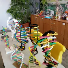 Kolorowe modele DNA z patyczków do uszu i klamerek. Inspiracja, jak zrobić model dna z patyczków do uszu.