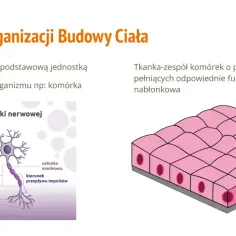 Ilustracja pokazuje, jak są zbudowane organizmy wielokomórkowe: komórkę nerwową i tkankę nabłonkową.