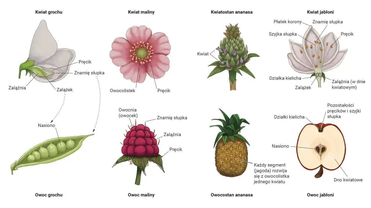 Ilustracja przedstawia budowę kwiatów i owoców, ukazując cechy roślin okrytonasiennych: grochu, maliny, ananasa i jabłoni.