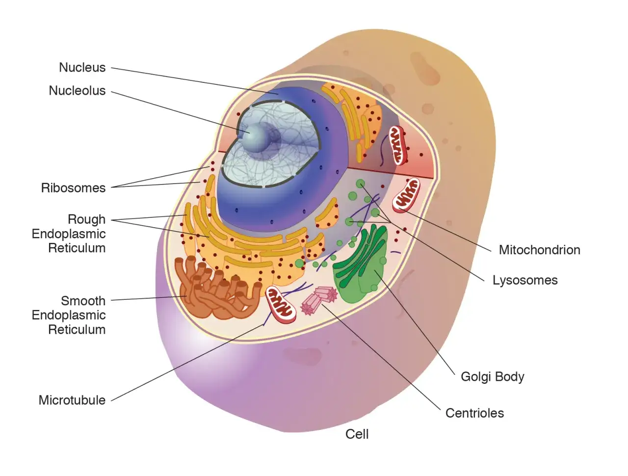 Schemat komórki ludzkiej budowy: jądro, mitochondria, siateczka śródplazmatyczna, rybosomy, aparat Golgiego.
