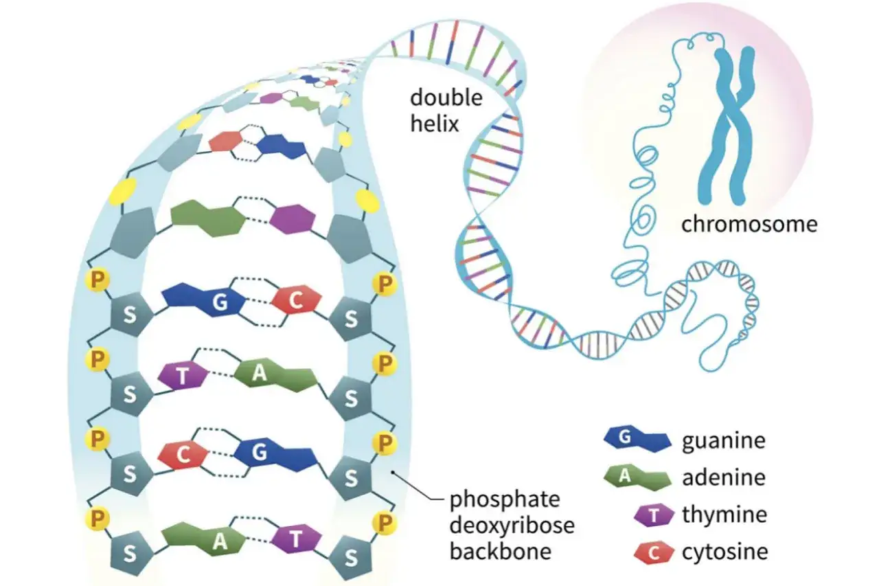 Schemat budowy materiału genetycznego: podwójna helisa DNA z zasadami (G, A, T, C) i szkieletem fosforanowo-deoksyrybozowym, zwinięta w chromosom.