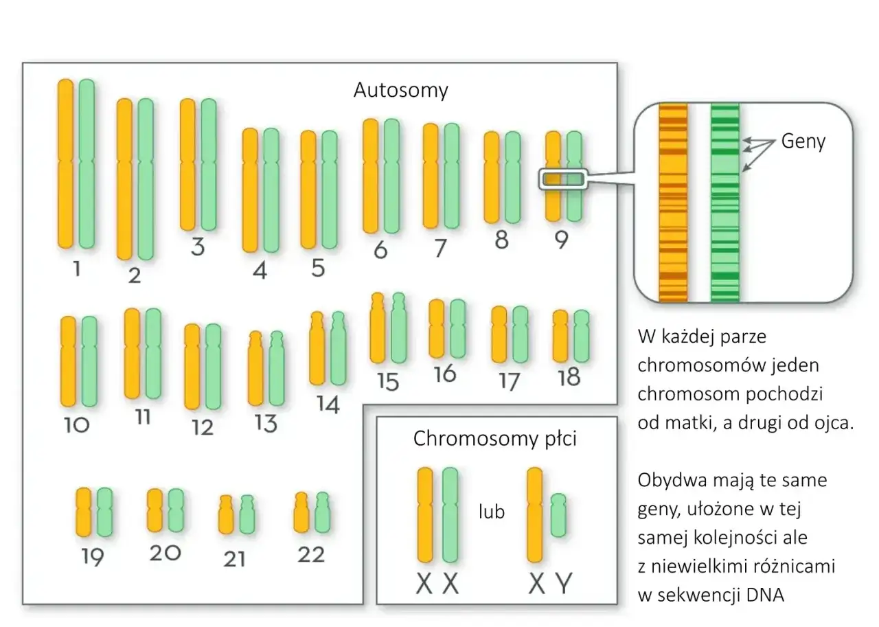 Kariotyp człowieka: autosomy od 1 do 22, chromosomy płci XX lub XY. Każda para autosomów zawiera geny, jeden od matki, drugi od ojca.