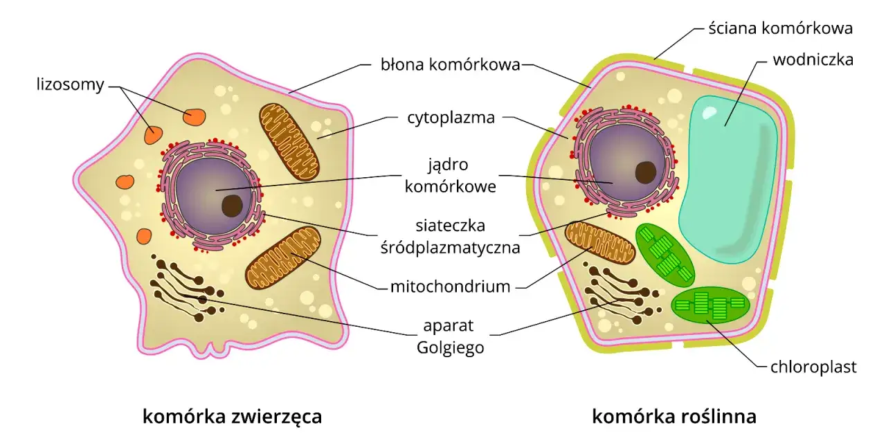 Ilustracja porównuje komórkę zwierzęcą i roślinną, ukazując rolę organelli komórkowych, takich jak mitochondria, jądro i chloroplasty.
