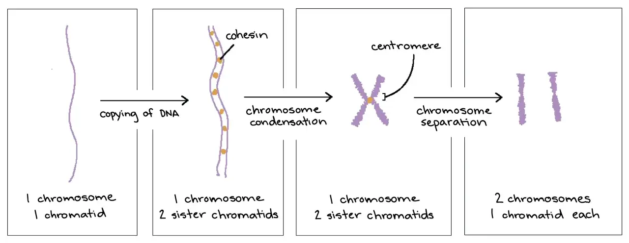 Cykl życia chromosomu: od 1 chromatydy do 2 chromatyd, a potem rozdzielenie na 2 chromosomy.