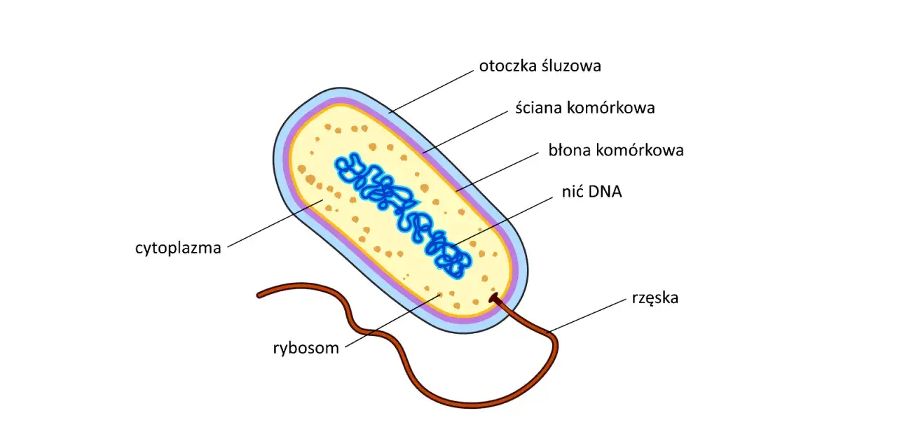 Schemat komórki prokariotycznej: otoczka śluzowa, ściana komórkowa, błona komórkowa, cytoplazma, nić DNA, rybosomy i rzęska.