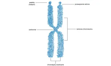 Schematyczny obraz budowy materiału genetycznego – chromosomu z zaznaczonym centromerem, ramionami, satelitą i przewężeniem wtórnym.