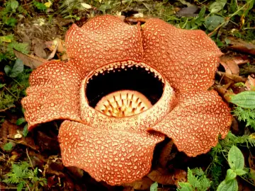 Gigantyczny kwiat Rafflesia arnoldii, przykład rozmnażania roślin okrytonasiennych, z charakterystycznymi plamami.