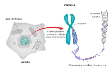Komórka zwierzęca z widocznym jądrem komórkowym, w którym chromatyna tworzy chromosomy. Pokazano podwójną nić DNA nawiniętą na białka.