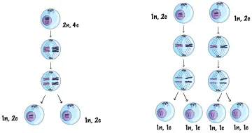 Ilustracja pokazuje, czym jest mejoza: podział komórki prowadzący do powstania czterech komórek potomnych z połową liczby chromosomów.