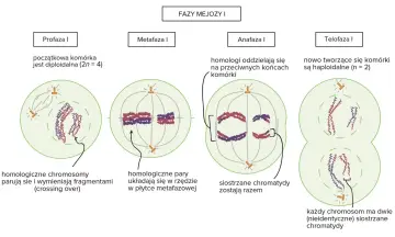 Anafaza I: homologiczne chromosomy rozdzielają się na przeciwne bieguny komórki. Siostrzane chromatydy pozostają razem.