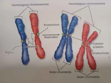 Po replikacji chromosom ma dwie chromatydy siostrzane połączone centromerem.